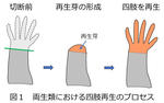 【弘前大学】四肢の再生能力を''見える化'' -- かたちの再生において活性化するゲノム領域をカエルで実証