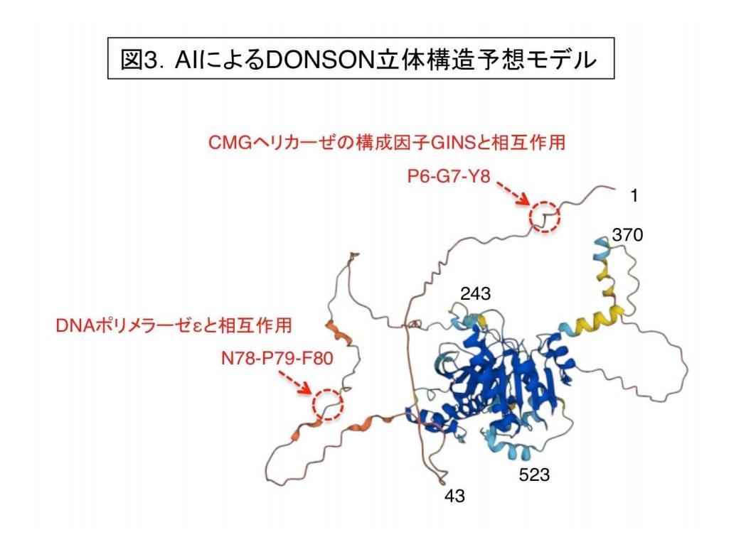 東京薬科大学】小頭症原因遺伝子DONSONの新規生理機能を発見~小 東京薬科大学】小頭症原因遺伝子DONSONの新規生理機能を発見~小