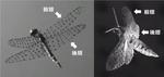 トンボの優れた機動飛行の流体力学メカニズムを解明　高性能な羽ばたき型飛行ロボットの創出に期待　東京工科大学工学部