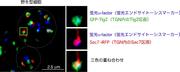 TUSCE_279_図2.jpg