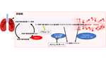 昭和大学の研究グループが化学物質による肺障害の分子機構を解明 -- 肺障害を引き起こす化学物質の解毒や医薬品の副作用軽減に期待