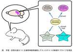 【東京医科大学】学習・記憶の座をつくる海馬神経幹細胞とアストロサイトの新規サブタイプを発見（医学科生も研究に参加）