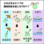 「動く繊毛」が運動装置であると同時に感覚器でもあることが明らかに