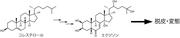 補足図２　Noppera-boはコレステロールからのエクジソン生合成に関与する酵素であり、昆虫の脱皮や変態に不可欠.jpg