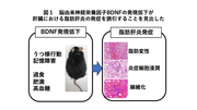 リリース挿入図.png