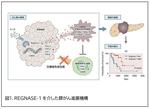 【大阪大学】炎症が膵がんを進展する新たなメカニズム ～ REGNASE-1を標的とした膵がん治療開発の可能性に期待