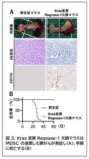 大阪大学膵がん治療図3.jpg