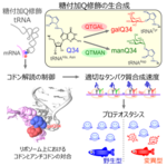 【京都産業大学】「tRNA の糖修飾がタンパク質合成速度を調節することが明らかに」Cellに掲載