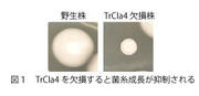 プレスリリース用画像図1.jpg