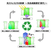 光ストレスとその防御～光合成装置を「直す」～.png