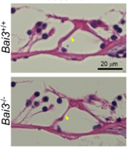 【図3】Bai3欠損マウスのpillar cellの直径は野生型より細い(黄矢頭)。.png