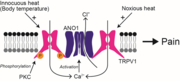 低濃度のカプサイシンまたは無害な熱刺激によって誘導されるリン酸化 TRPV1 と ANO1 ⁄ TMEM16A 相互作用 イメージ図.png