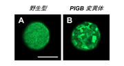 図1. 野生型でみられる核ラミナの均一性（A）が、PIGB変異体では乱れてまだらになっている（B）。Bar, 10 μm.jpg