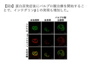 【図3】蛋白尿発症後にバルプロ酸治療を開始することで、インテグリンβ1の発現も増加した。.png