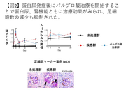 【図2】蛋白尿発症後にバルプロ酸治療を開始することで尿蛋白、腎機能ともに治療効果がみられ、足細胞数の減少も抑制された。.png