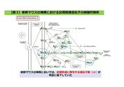 【図3】 老齢マウスの海馬における記憶関連遺伝子の網羅的解析.jpg