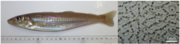 図．シロギス成魚（左）と卵の写真（右）（海生研提供）.png
