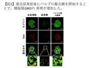 【図1】蛋白尿発症後にバルプロ酸治療を開始することで、糖脂質GM3の発現が増加した。.png