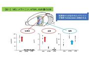 【図1】 MEL（メラトニン）、AFMK、AMK量の比較.jpg