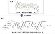 画像7_図5 生漆と黒漆の構造の違い.jpg