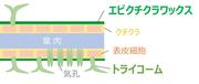 図2 葉面構造 .JPG