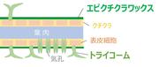 図2 葉面構造 .JPG