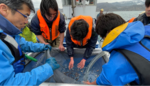近畿大学と新潟県立海洋高等学校が育てたノドグロの稚魚を放流　地元漁業者と連携した資源保全と完全養殖達成をめざす