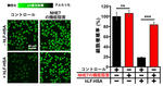 ヒトラクトフェリンの細胞内送達によりがん細胞増殖を抑制～細胞内小器官のpHに関与、新たながん治療法など応用期待～東京工科大学大学院 バイオ・情報メディア研究科