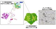 ウリ類炭疽病菌の感染葉および付着器から分泌されるLPMO二量体.jpg