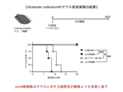 【図4】CRマウス感染モデルを用いたpurA破壊株、相補株のマウス生存への影響.png