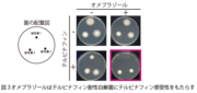 図3 オメプラゾールはテルビナフィン耐性白癬菌にテルビナフィン感受性をもたらす.png