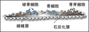 図４：魚類のウロコの模式図.png