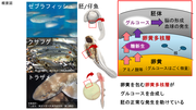 概要図.png