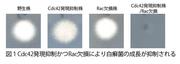 図1.jpg