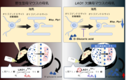 図1：研究成果の概要.png