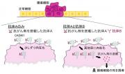 図1 がん細胞に抗体Aと抗体Bが機能するメカニズム　左：抗体Aと抗がん剤を用いた抗体薬物複合体を投与した場合、右：抗体Aと抗がん剤を用いた抗体薬物複合体と抗体Bを投与した場合.jpg