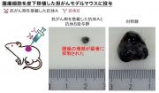 図 作製した抗体を用いた抗がん剤を担がんモデルマウスに注射することで、がんの増殖をほぼ完全に抑制.jpg