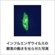 インフルエンザウイルスの酵素の働きを光らせた写真.jpg