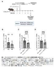 【図２】サルモネラのポリアミン恒常性はマウスに対する病原性発現に寄与する.png