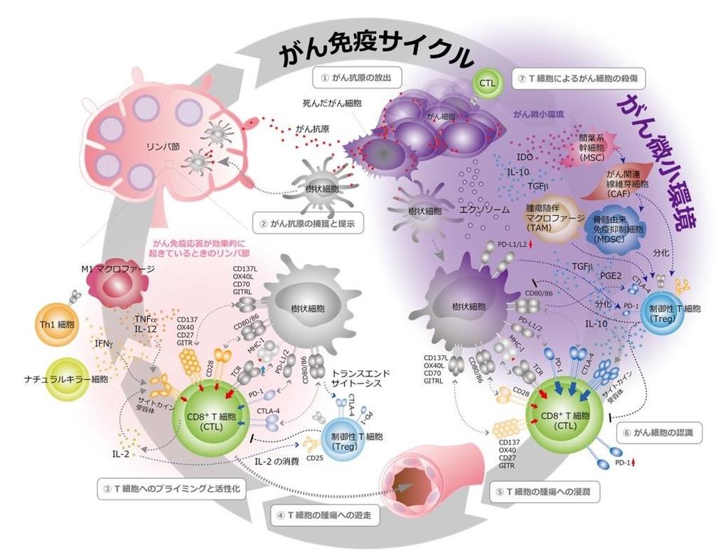 東京医科大学免疫学分野の横須賀忠主任教授ら研究チーム「免疫チェック