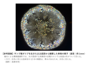 【参考画像】サンゴ稚ポリプを生きたまま底部から観察した骨格の様子.png