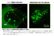 【図4】蛍光による隔壁成長部の微粒子の可視化.png