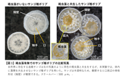【図1】褐虫藻有無でのサンゴ稚ポリプの比較写真.png