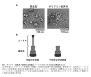 【図３】ポリアミン変異株のIII型分泌装置はニードルを欠いた不完全な構造体である.png