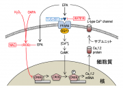 図1（EPAが遊離脂肪酸受容体（FFAR4）を介する経路と、介さない経路により、心筋細胞の電気活動を担うL型Ca2+チャネルの発現を正常化する機構）.png