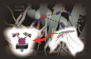 ネオニコチノイド系殺虫剤の作用機構の概要図.png