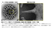 【図2】サンゴ稚ポリプの骨格表面と隔壁の電子顕微鏡（SEM）写真.png
