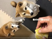 kiri_koharu.jpg