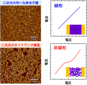 図2 有機半導体高分子単分子膜の原子間力顕微鏡像(左)と対応する電流–電圧特性のイメージ図(右).png