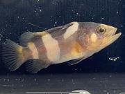 タマカイ稚魚（全長35mm）.jpg